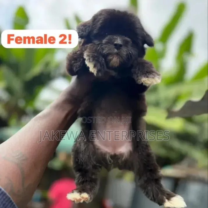 1-3 months Female Purebred Havanese