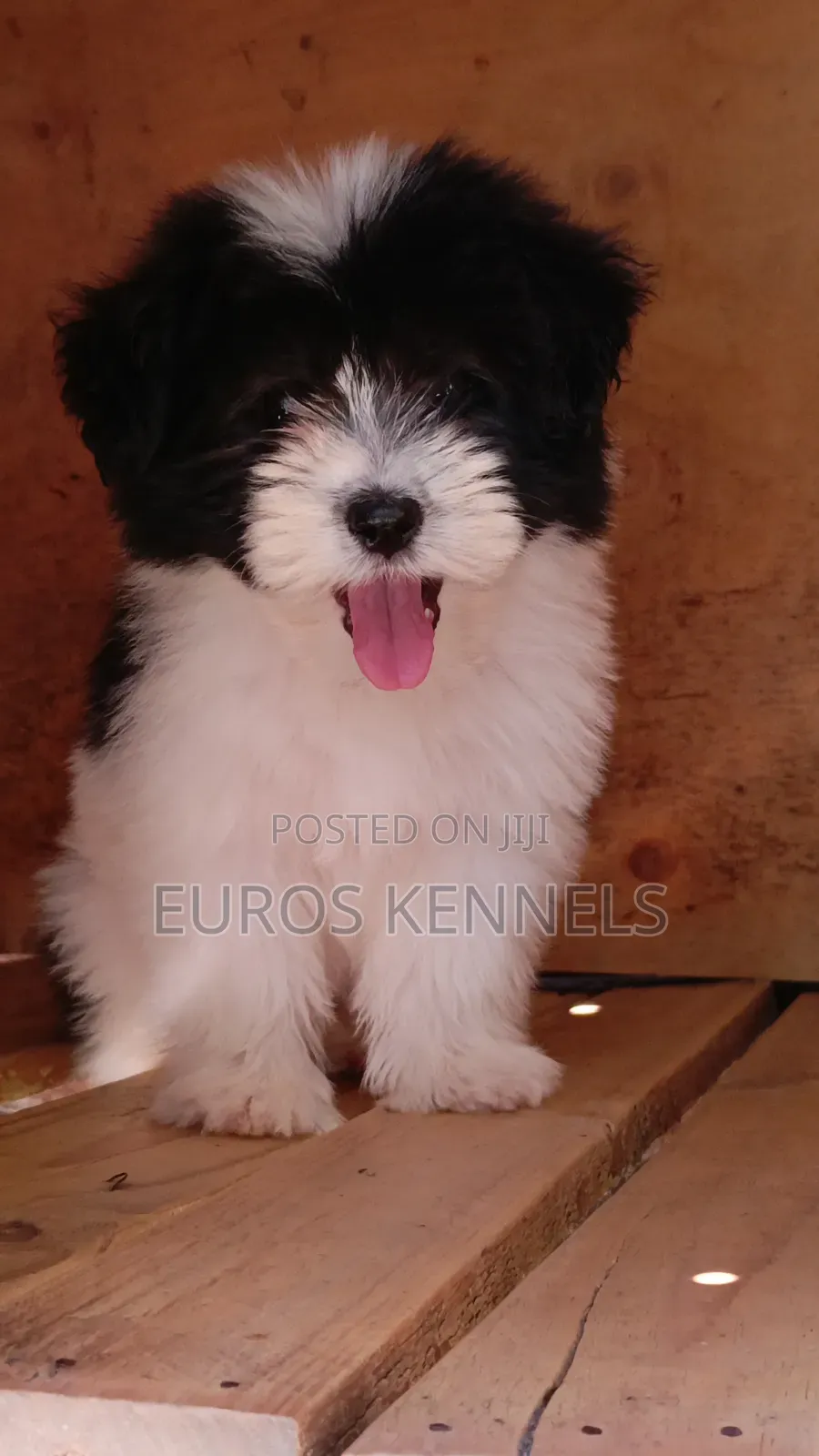 1-3 months Male Purebred Havanese
