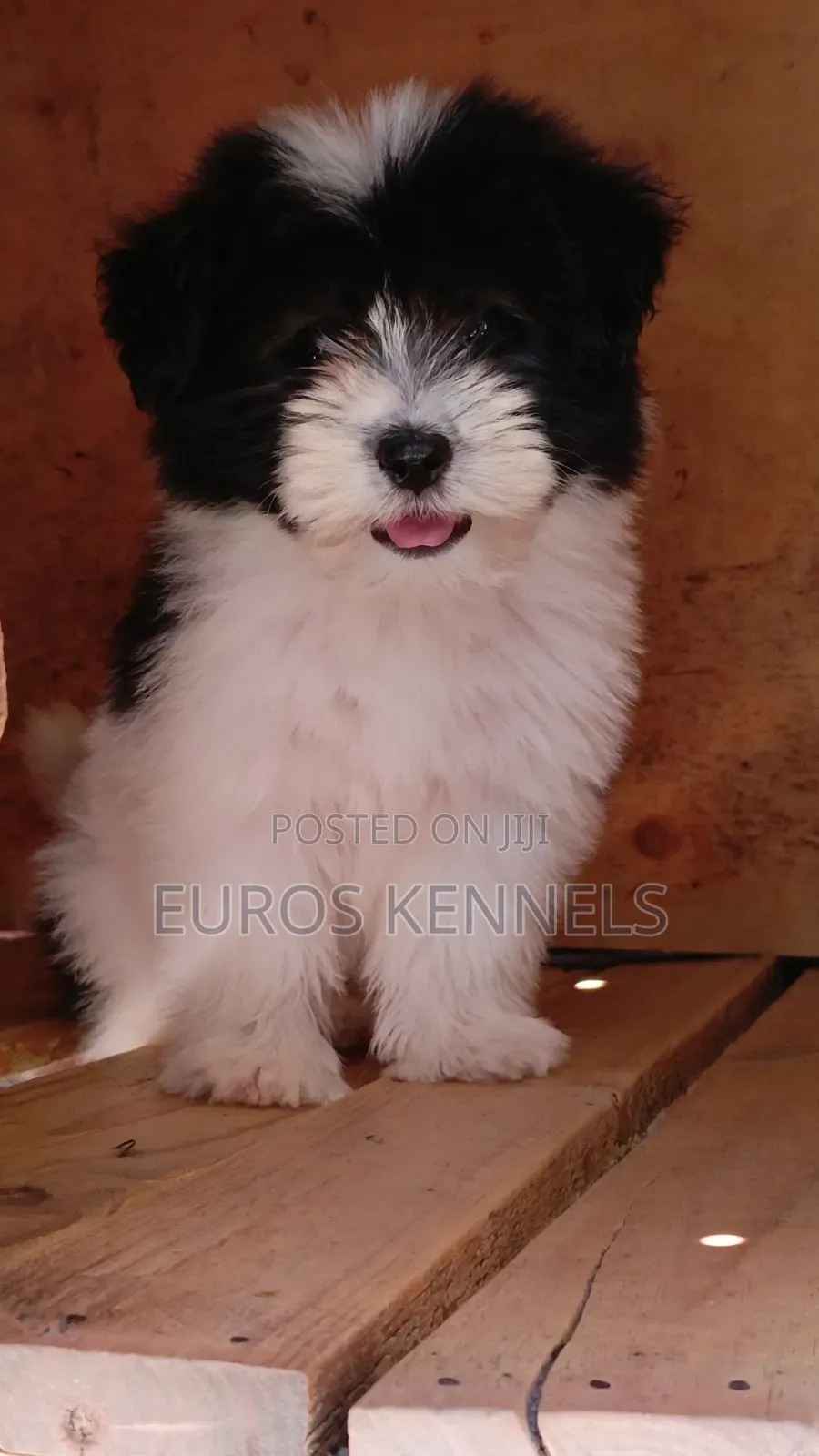 1-3 months Male Purebred Havanese