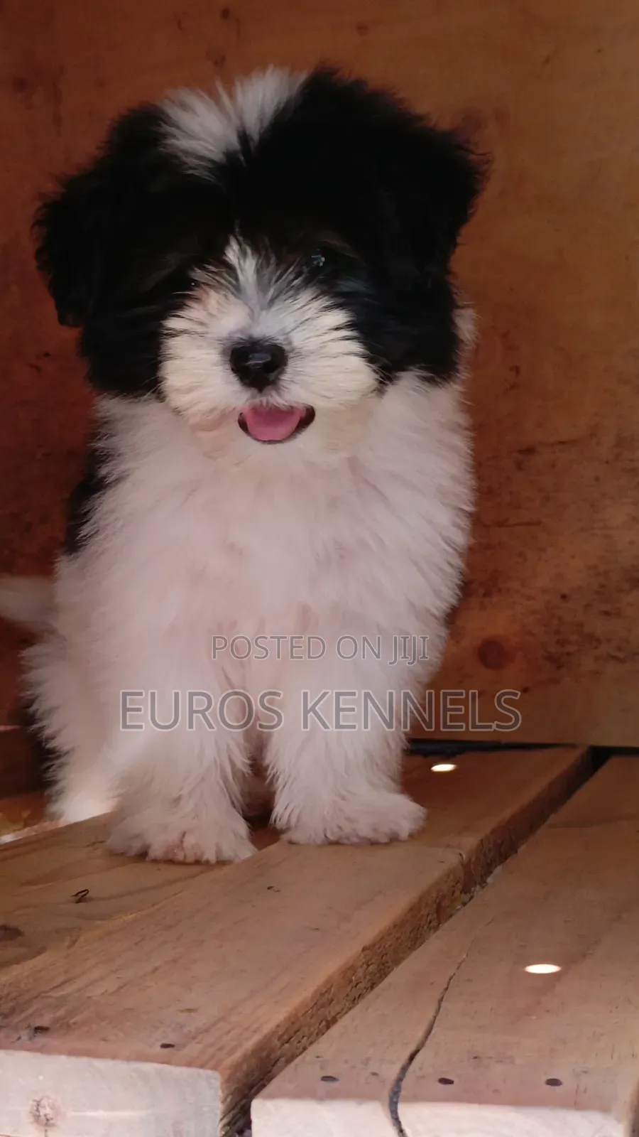 1-3 months Male Purebred Havanese