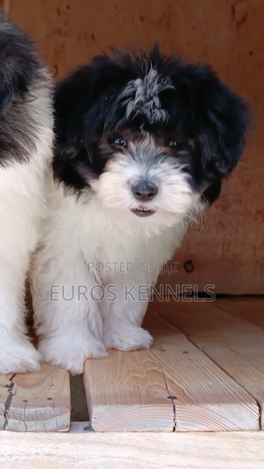 1-3 months Female Purebred Havanese