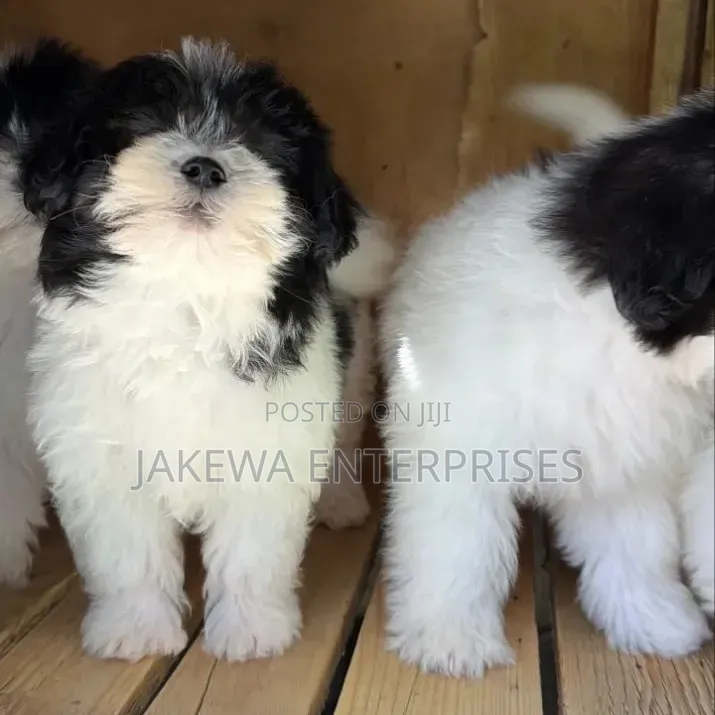 1-3 months Female Purebred Havanese