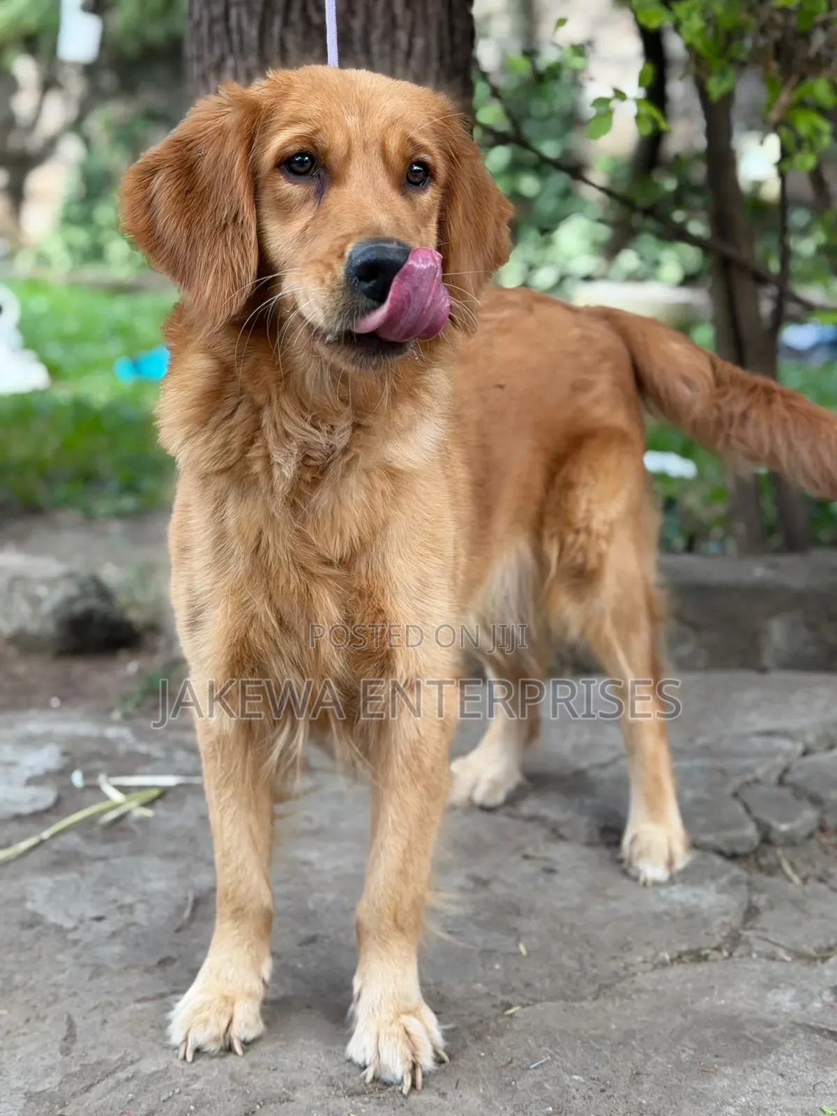 1+ year Female Purebred Golden Retriever