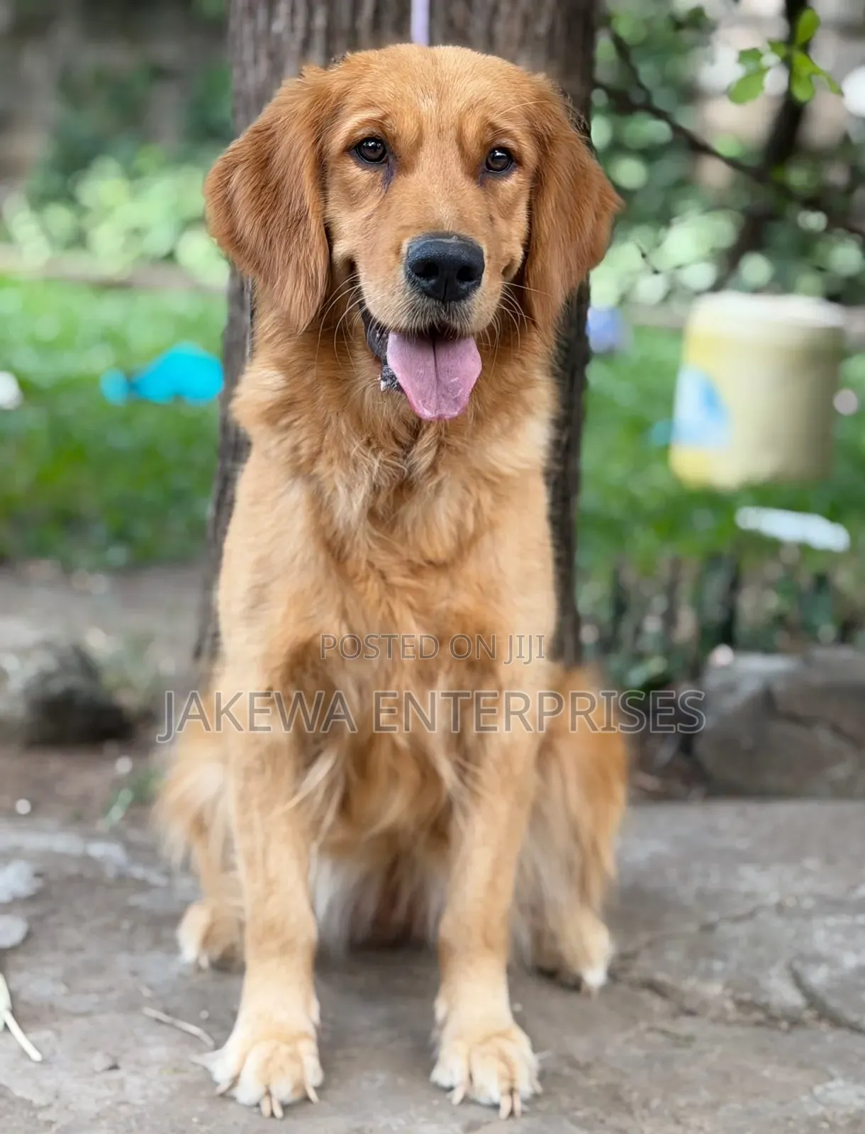 1+ year Female Purebred Golden Retriever