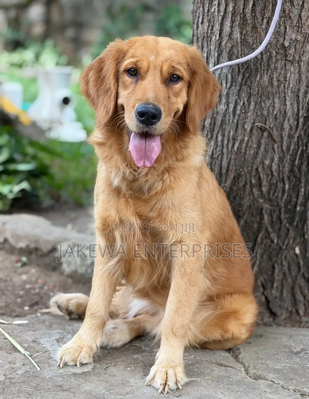 1-3 months Female Purebred Golden Retriever