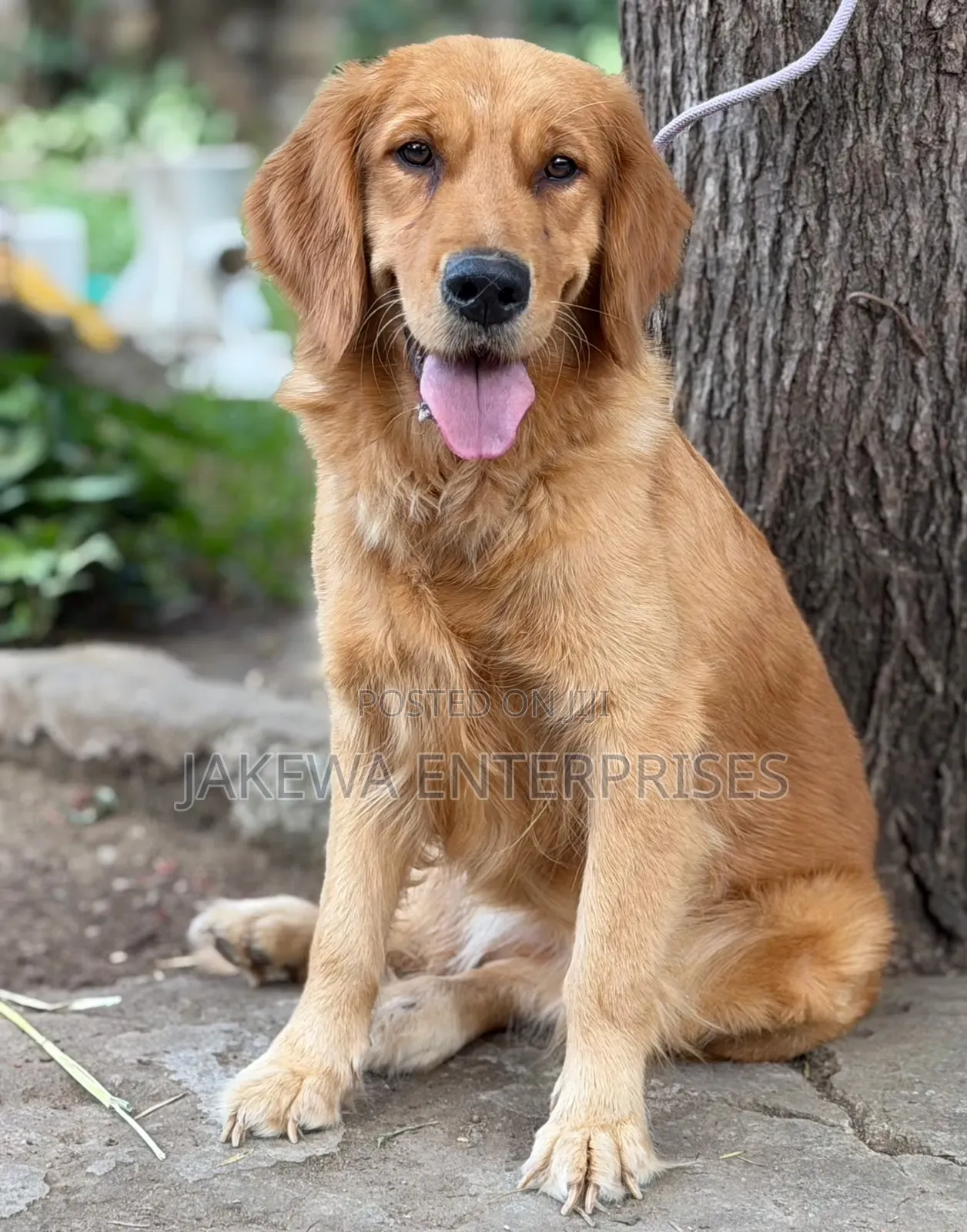 1+ year Female Purebred Golden Retriever