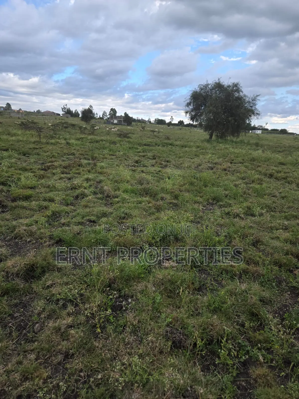 Quick Sale Alert. Two Adjacent 50x100 Plots at Oloika
