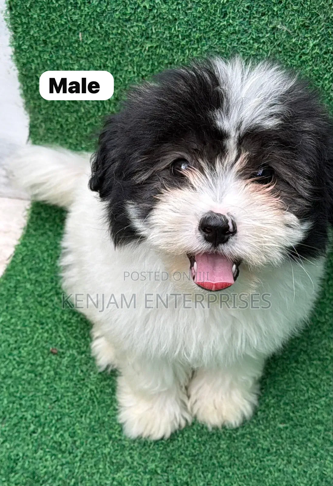 1-3 months Male Purebred Havanese
