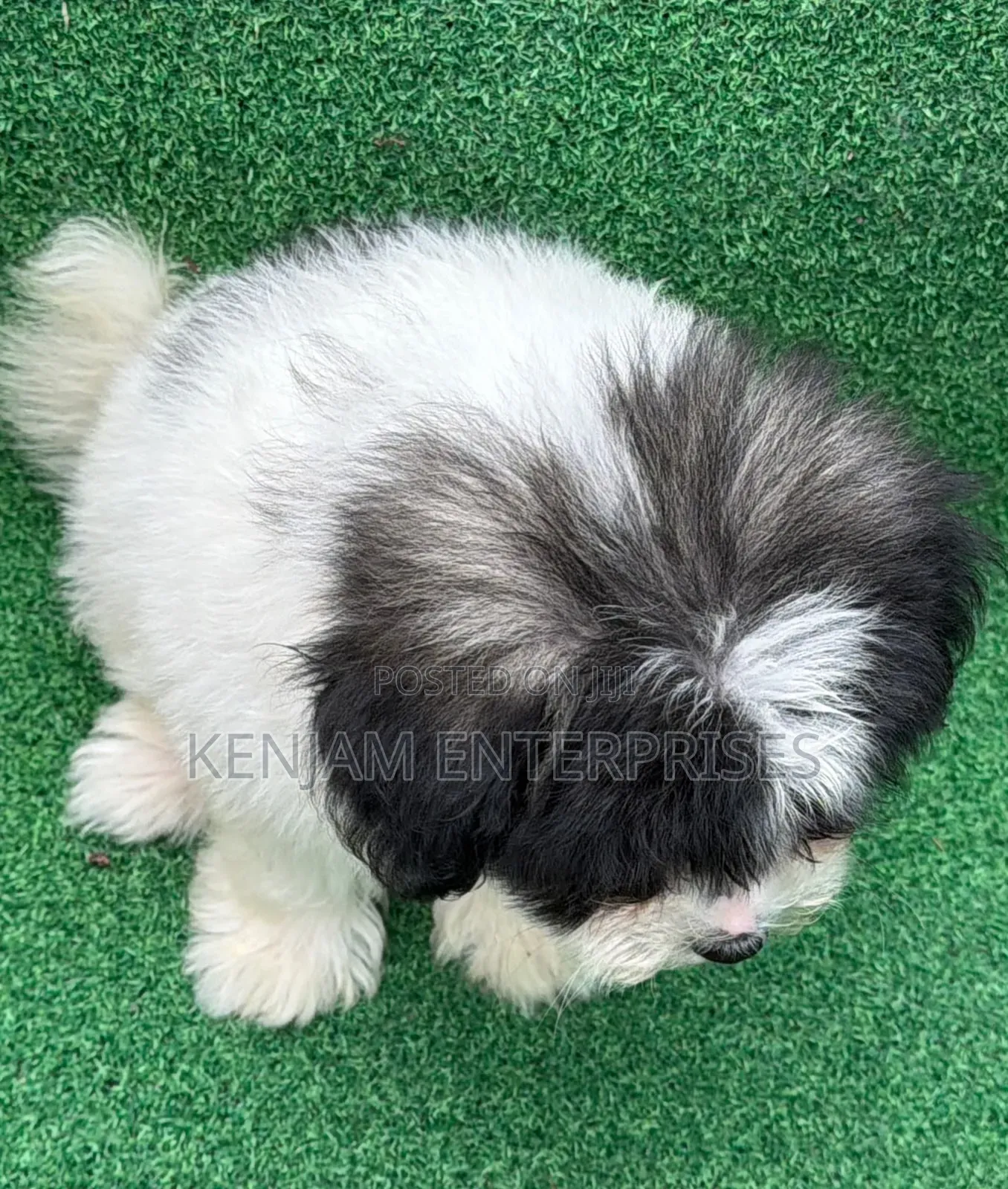 1-3 months Female Purebred Havanese