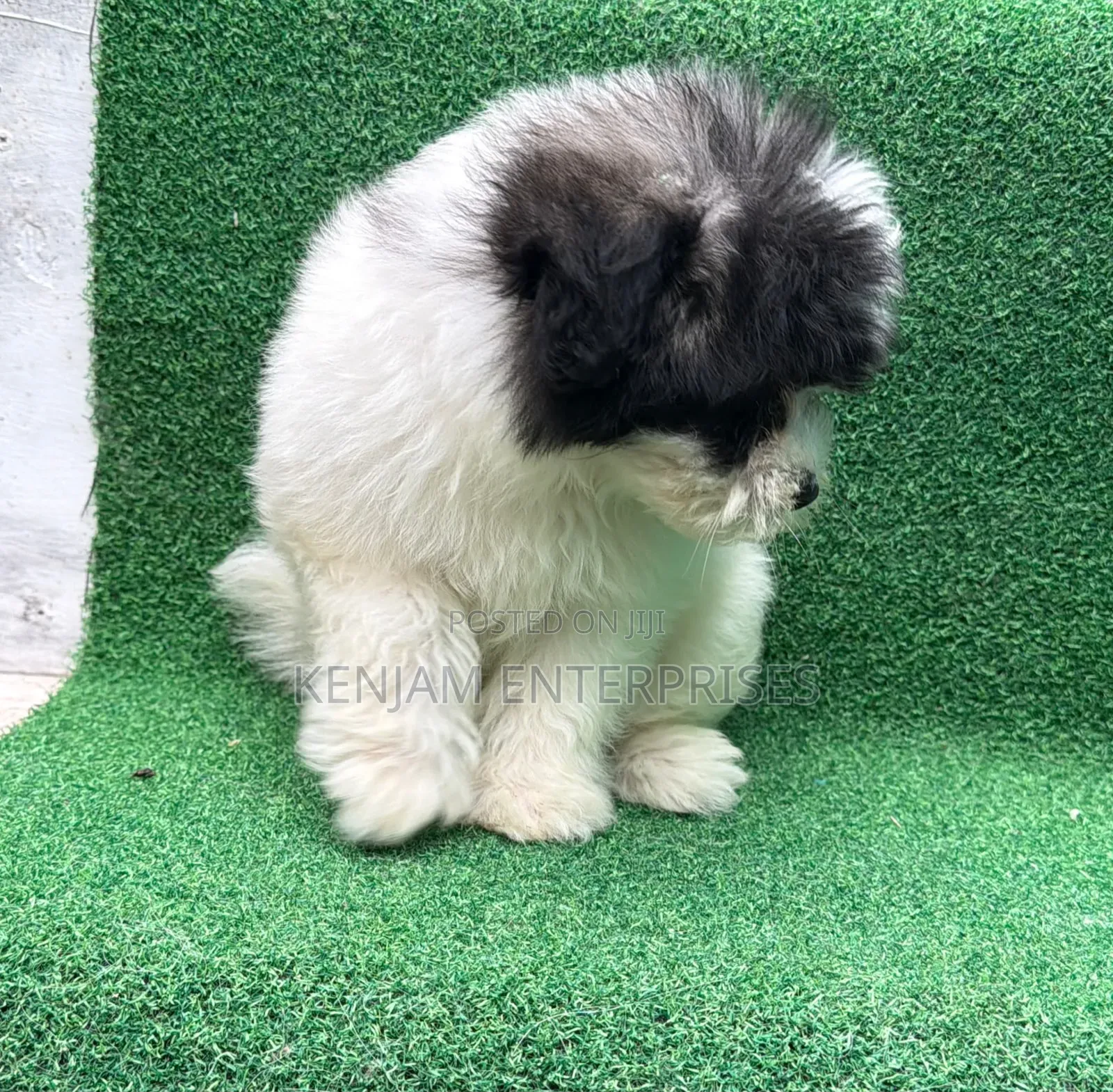 1-3 months Male Purebred Havanese