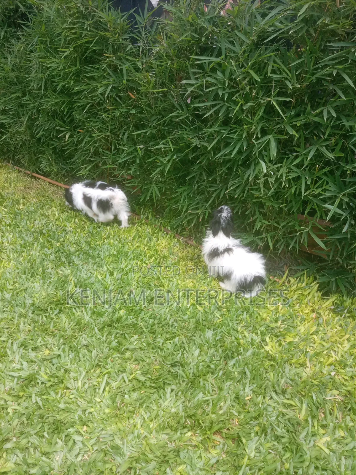 1-3 months Male Purebred Havanese