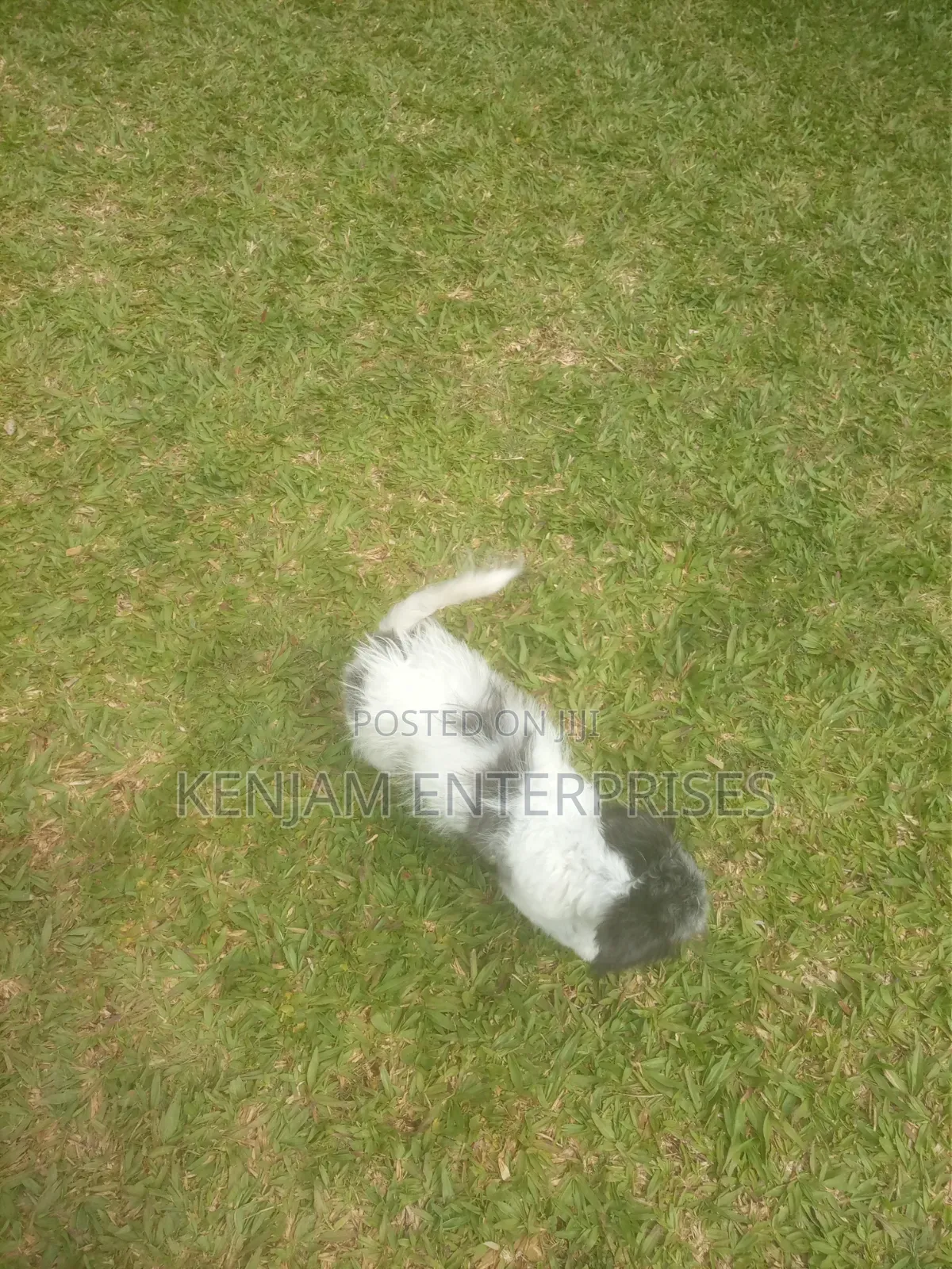 1-3 months Male Purebred Havanese