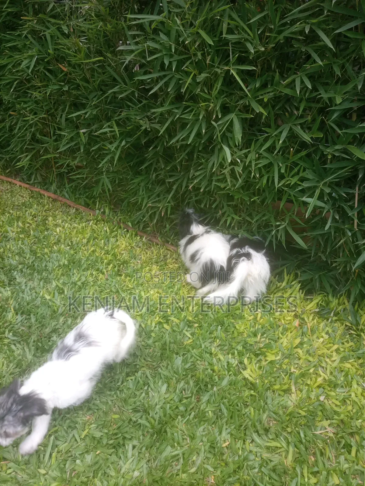 1-3 months Male Purebred Havanese