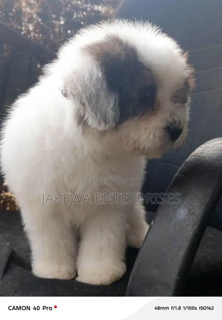 1-3 months Male Purebred Havanese