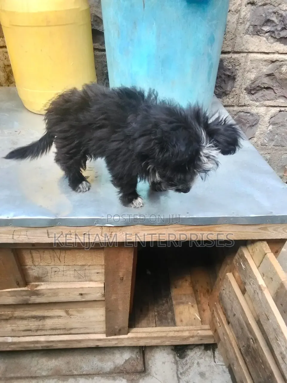 1-3 months Male Purebred Havanese