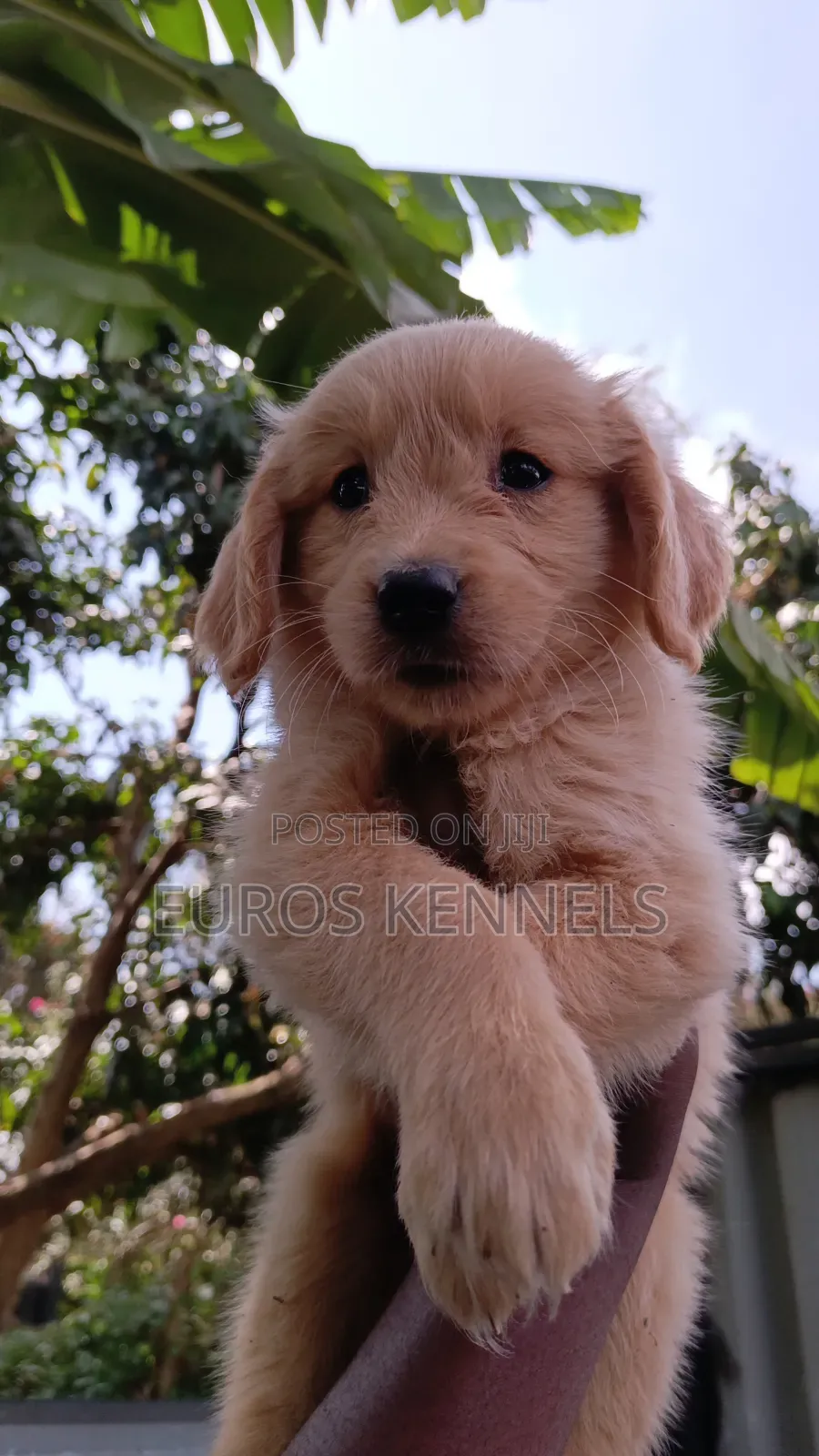 1-3 months Female Purebred Golden Retriever