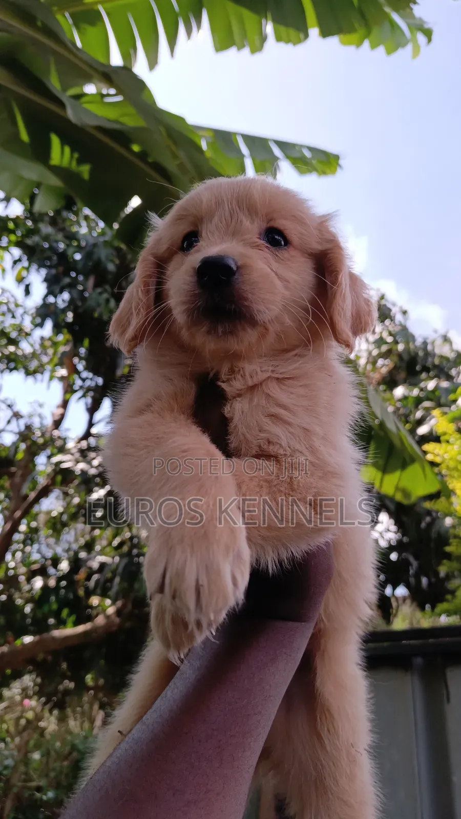 1-3 months Female Purebred Golden Retriever
