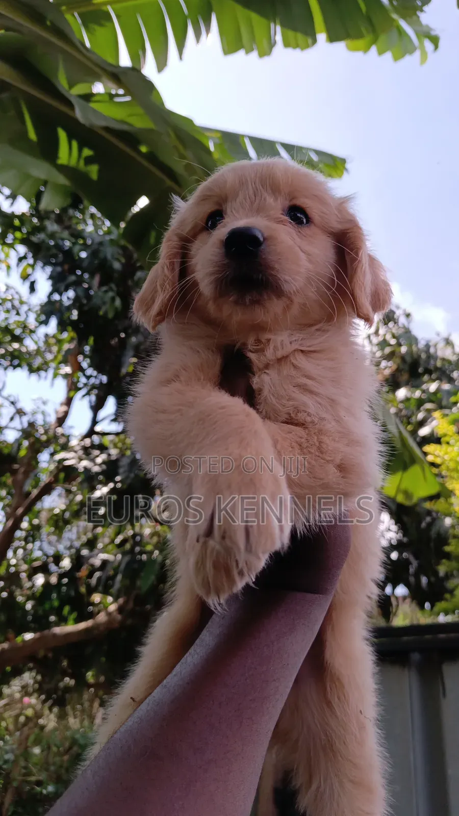 1-3 months Female Purebred Golden Retriever
