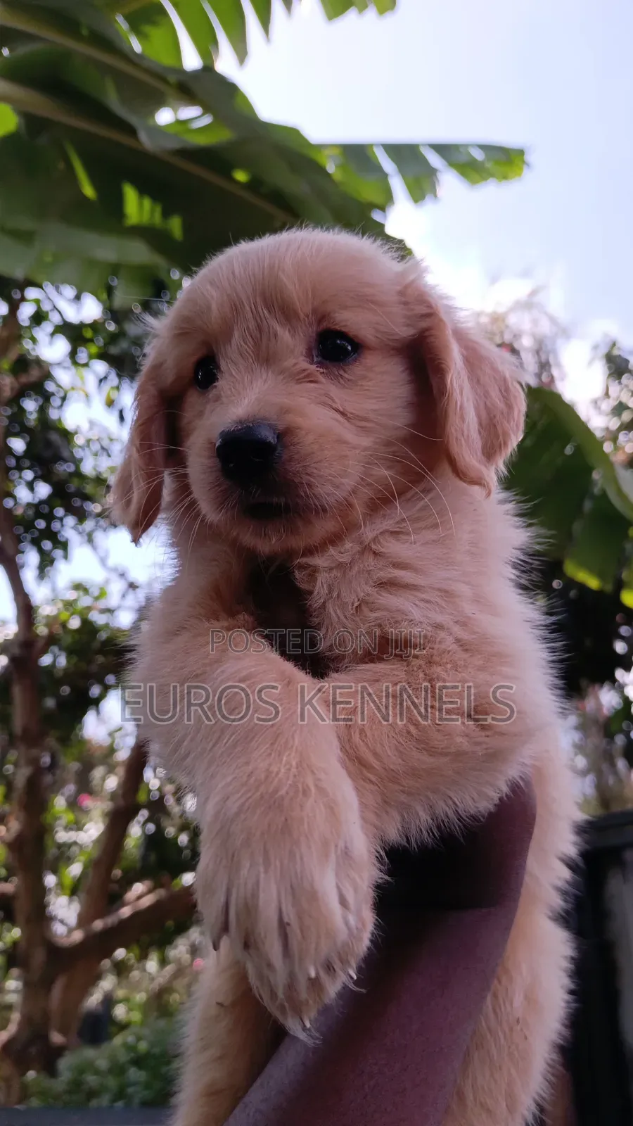 1-3 months Female Purebred Golden Retriever