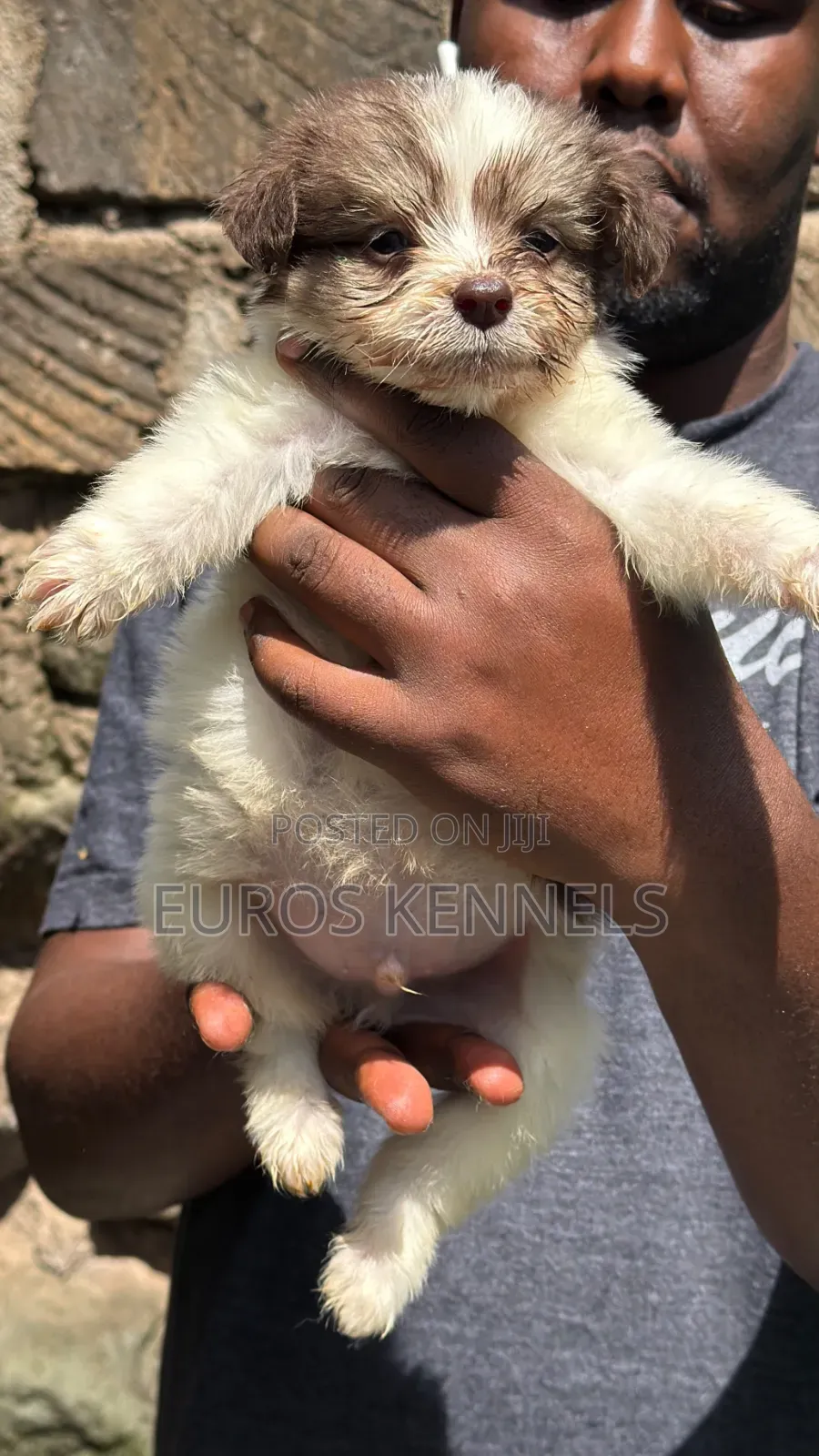 1-3 months Male Purebred Havanese