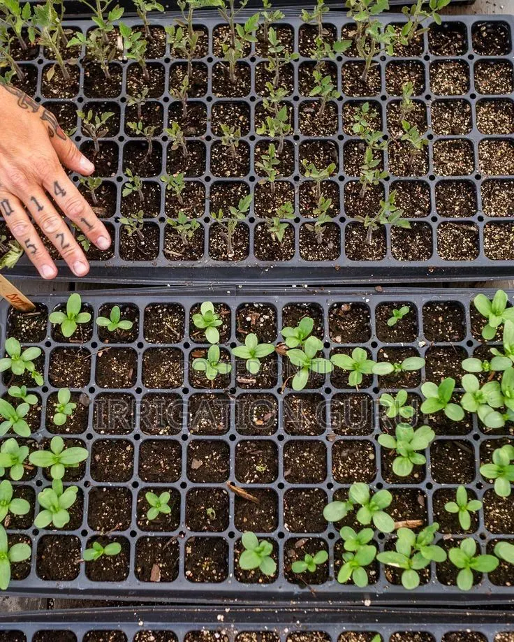 Tray Black for Seeds