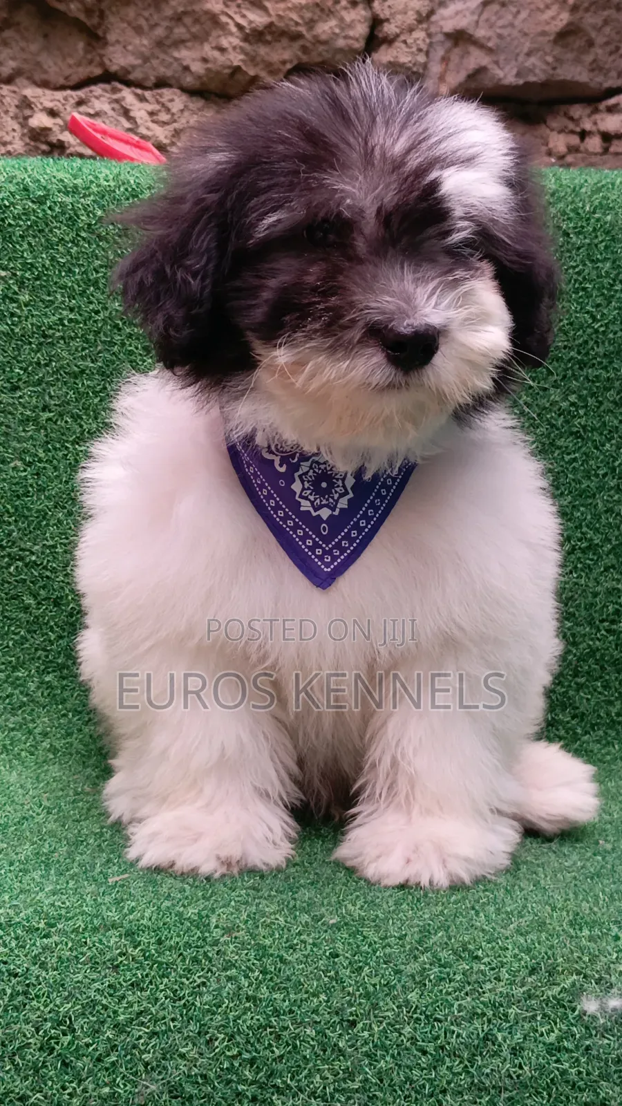 1-3 months Male Purebred Havanese