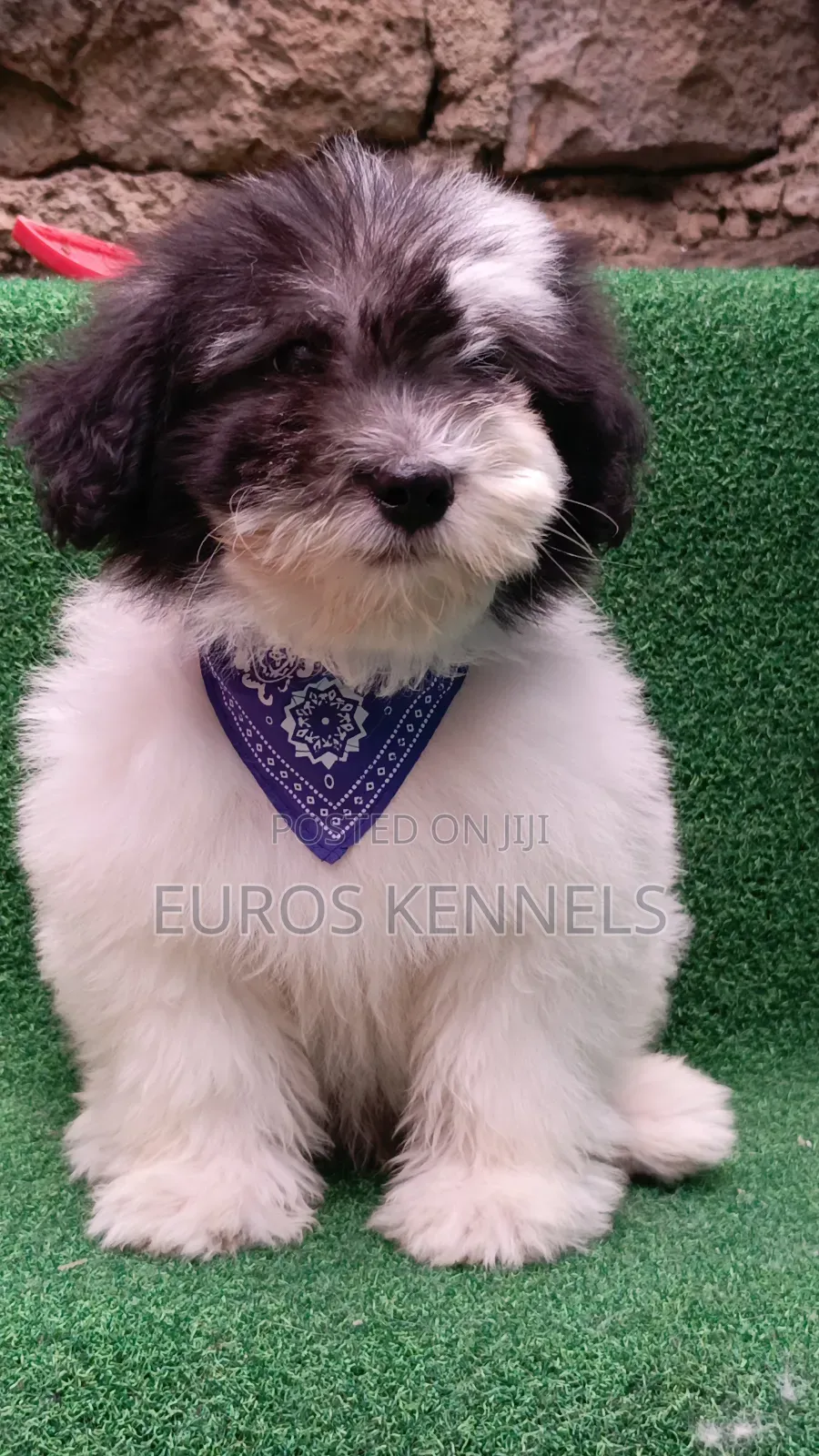 1-3 months Male Purebred Havanese