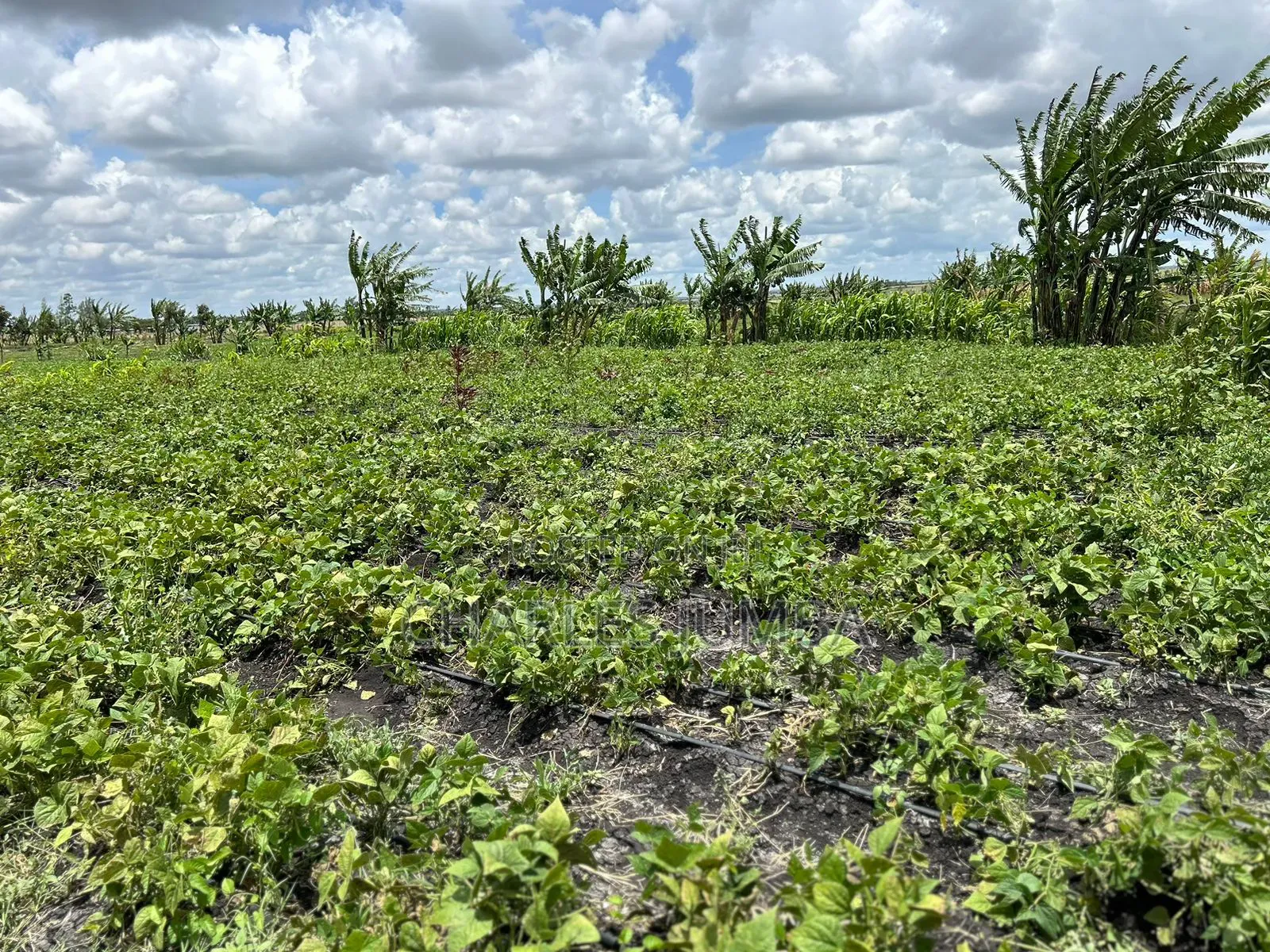 10 Acres With Borehole