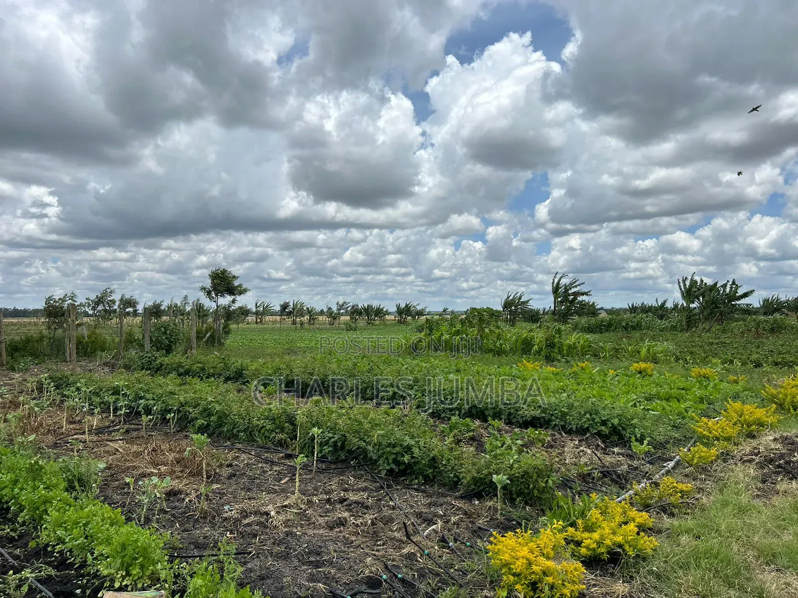 10 Acres With Borehole
