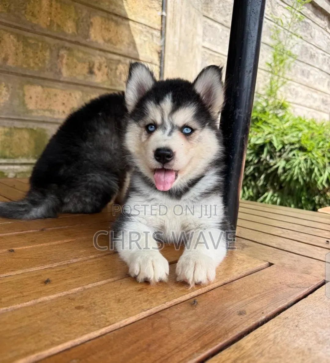 1-3 months Male Purebred Siberian Husky
