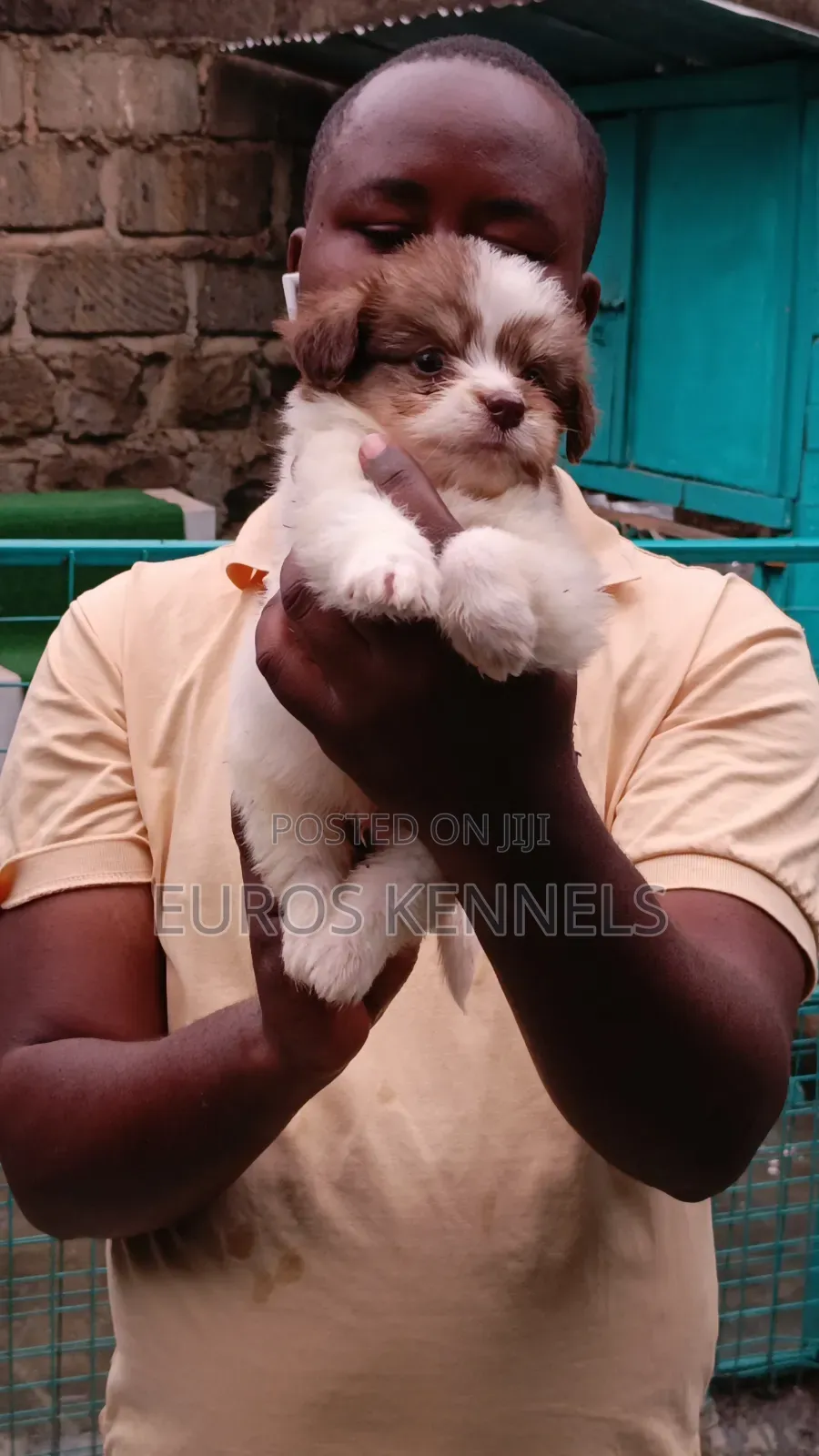 1-3 months Male Purebred Havanese