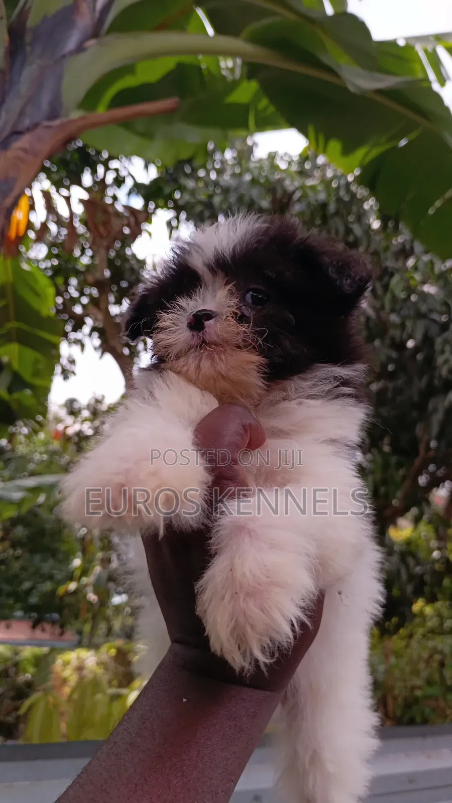 1-3 months Male Purebred Havanese