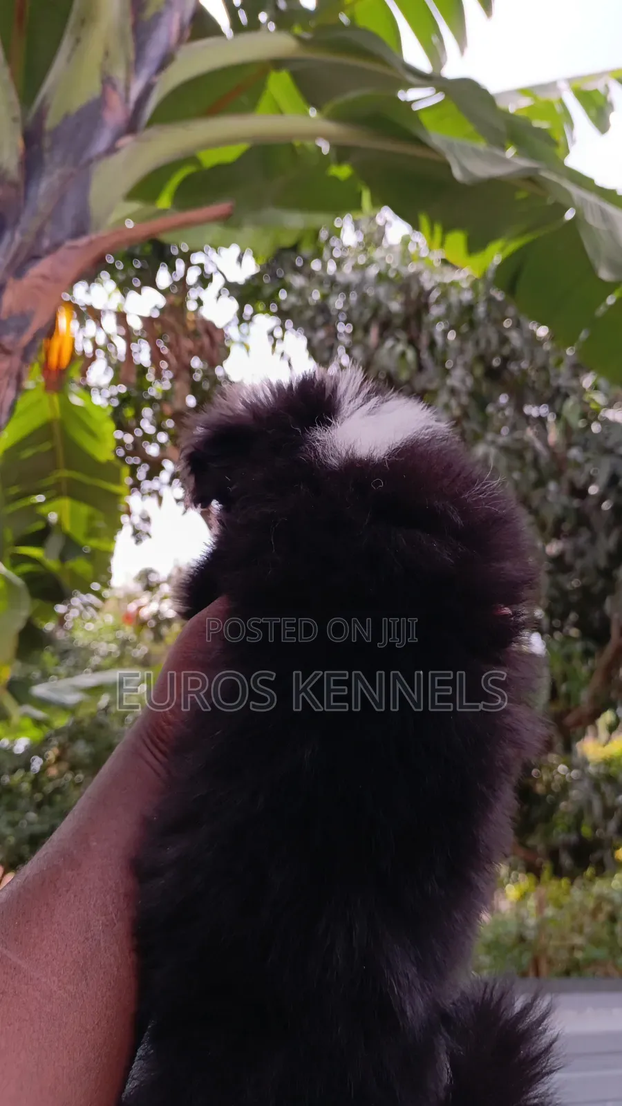 1-3 months Male Purebred Havanese