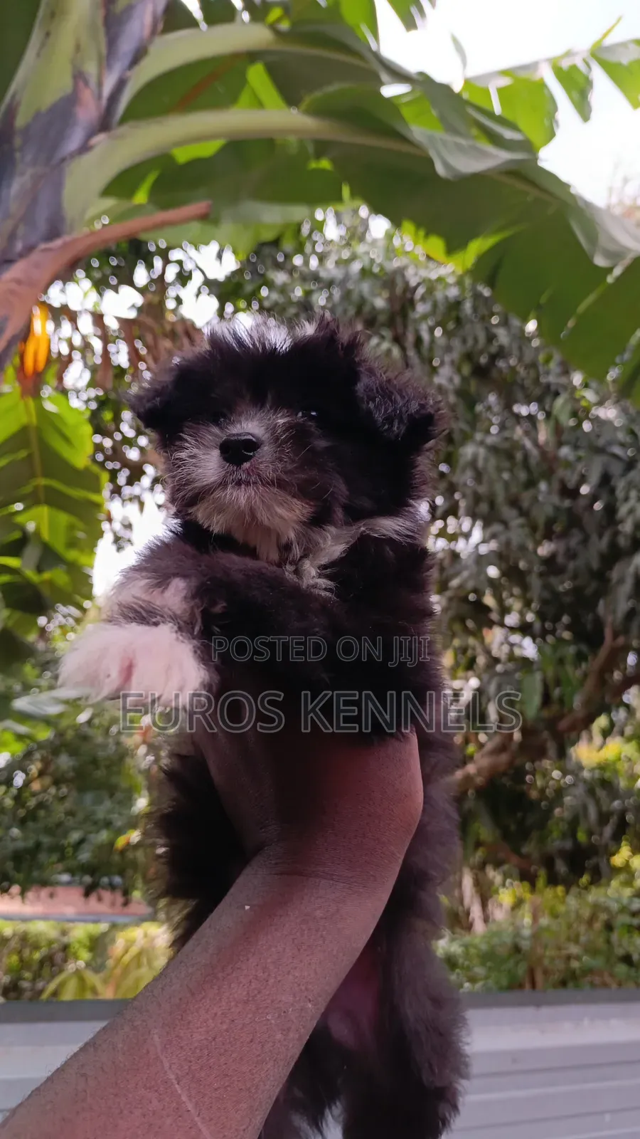 1-3 months Male Purebred Havanese