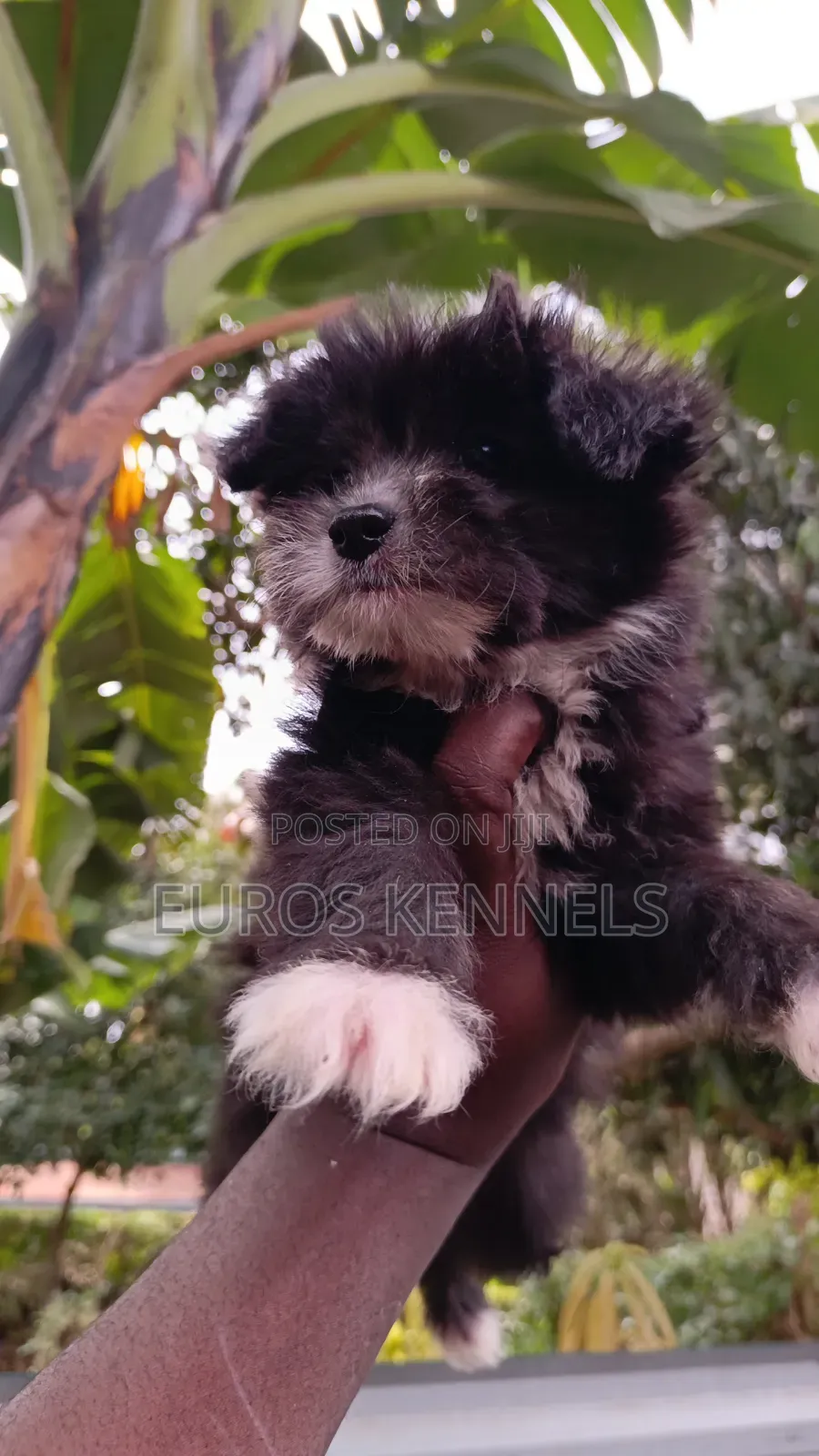 1-3 months Male Purebred Havanese