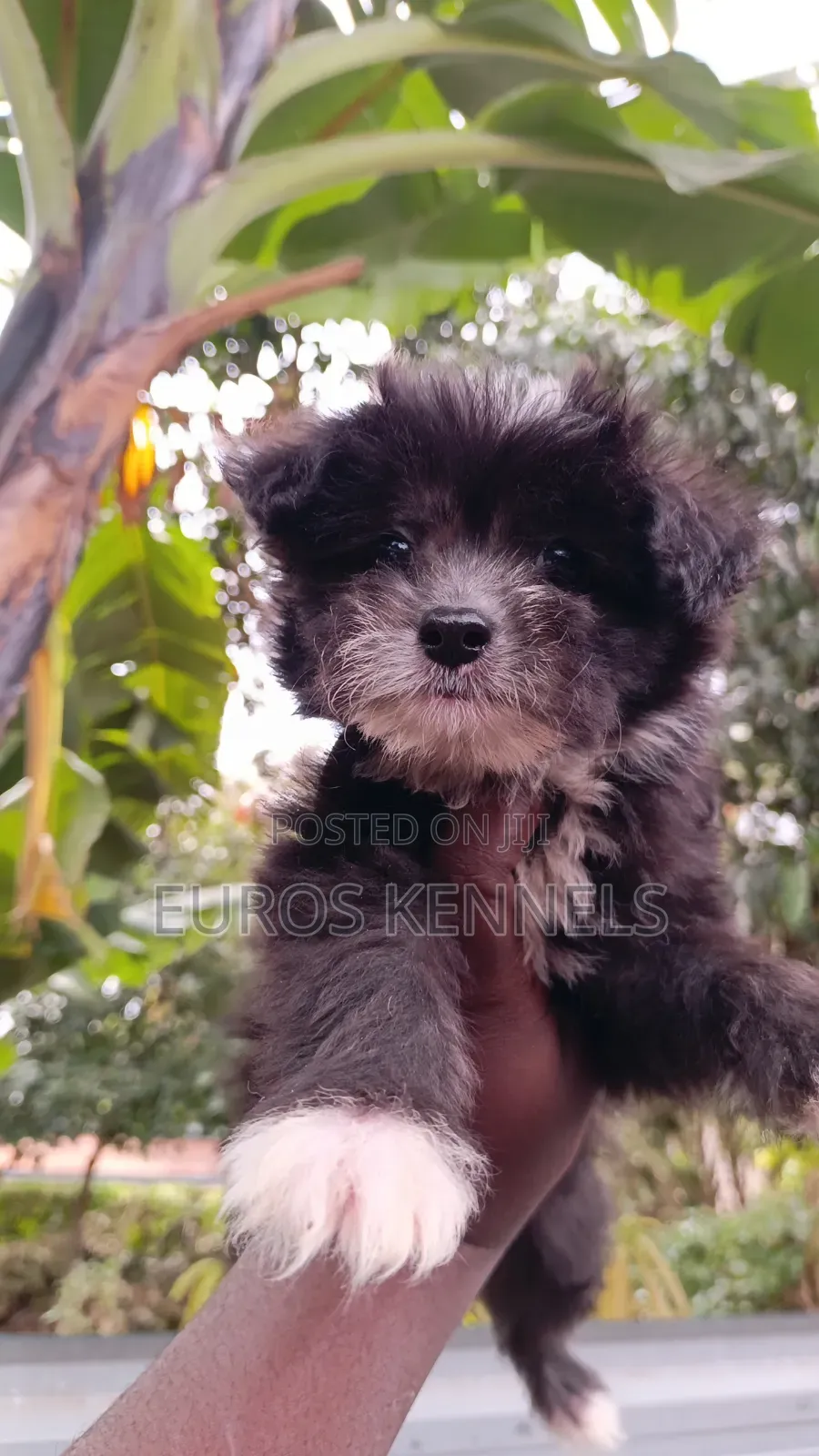 1-3 months Male Purebred Havanese
