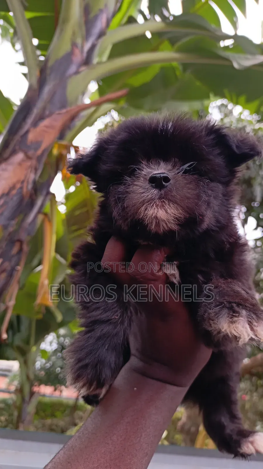 1-3 months Female Purebred Havanese