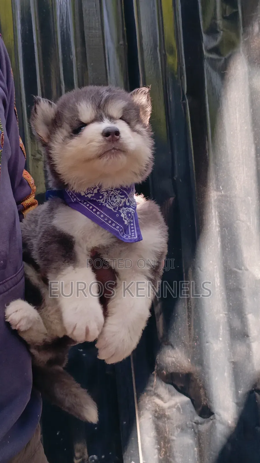 1-3 months Male Purebred Siberian Husky