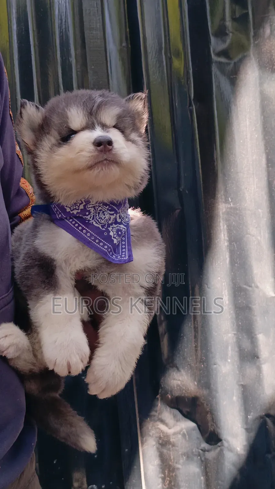 1-3 months Male Purebred Siberian Husky