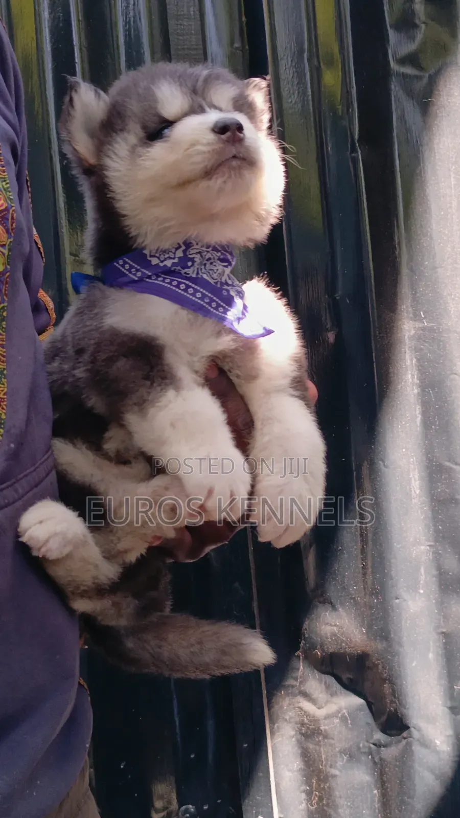 1-3 months Male Purebred Siberian Husky