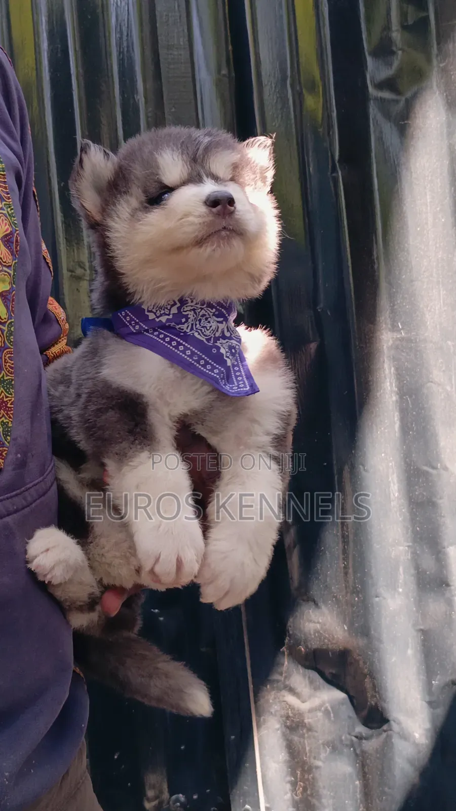 1-3 months Male Purebred Siberian Husky