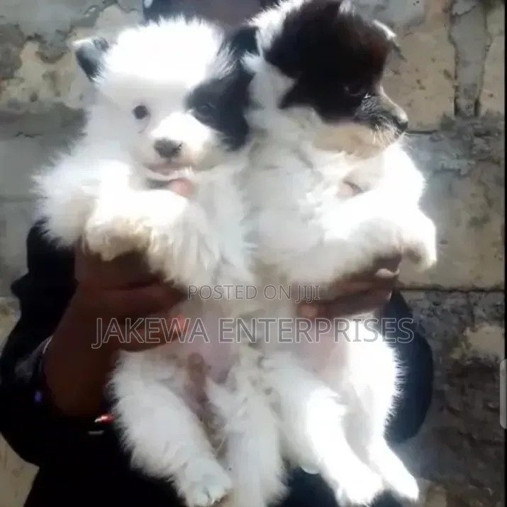 1-3 months Male Purebred Havanese