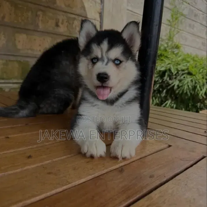 1-3 months Male Purebred Siberian Husky