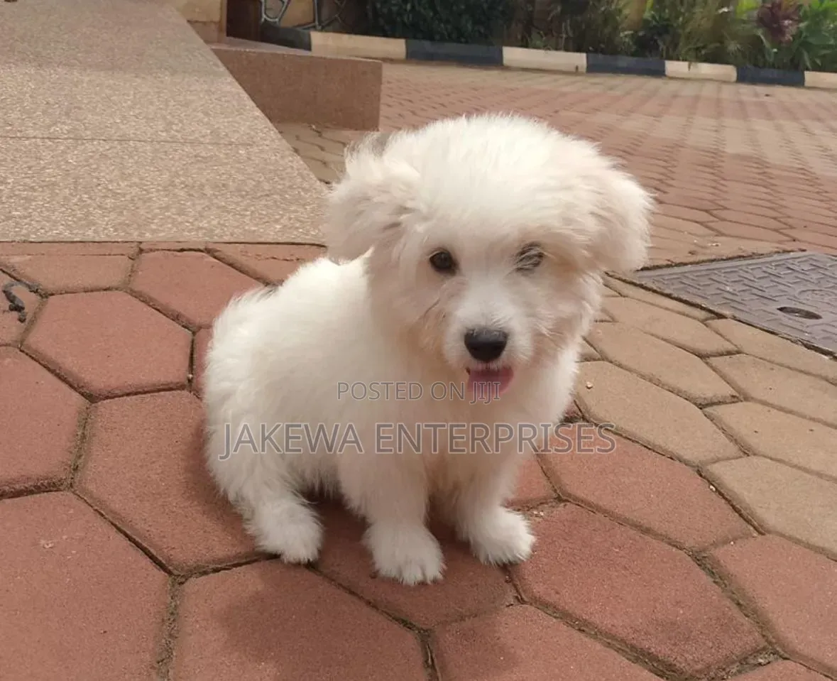 1-3 months Male Purebred Havanese