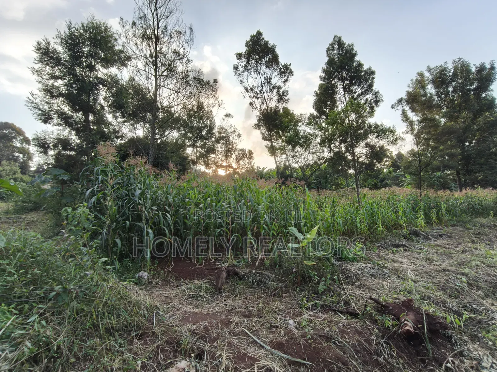 Affordable Eighth Acre Plot for Sale in Kerarapon Drive. Red Soil Land