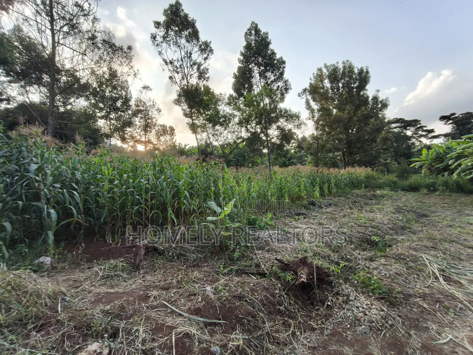 Affordable Eighth Acre Plot for Sale in Kerarapon Drive. Red Soil Land