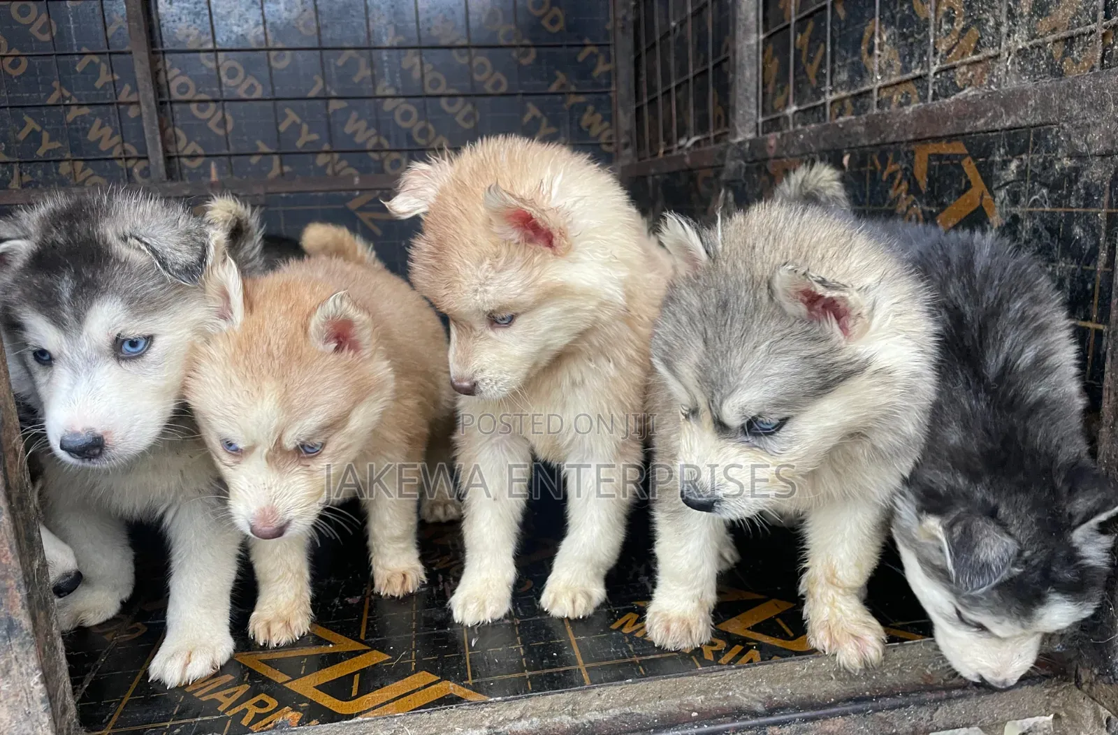 1-3 months Male Purebred Siberian Husky