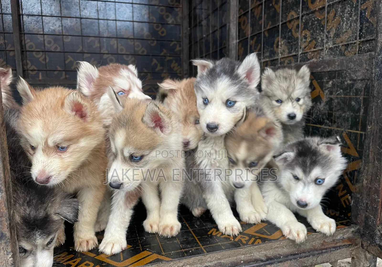 1-3 months Male Purebred Siberian Husky