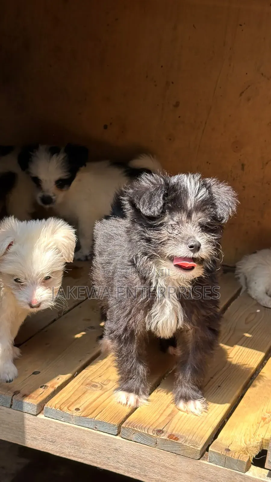 1-3 months Female Purebred Havanese