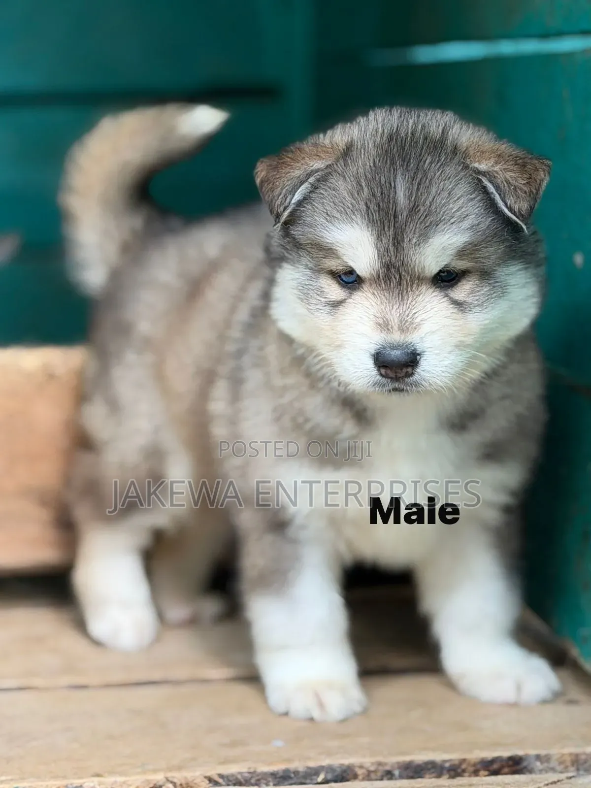 1-3 months Male Purebred Siberian Husky